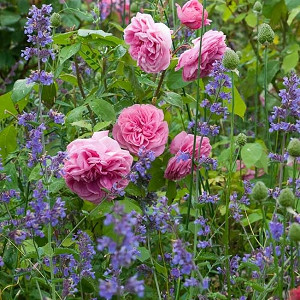 Perennial Combinations, Plant Combinations, Summer Borders, Planting Roses, Rose Gardening, Designing with Roses, English Roses, Rose Gertrude Jekyll, Nepeta Six Hills Giant, Rosa Gertrude Jekyll, Pink English Roses